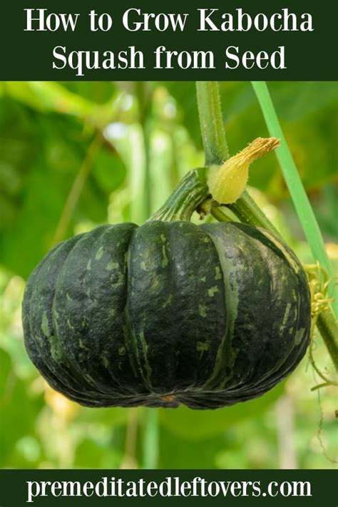 kombucha squash plant